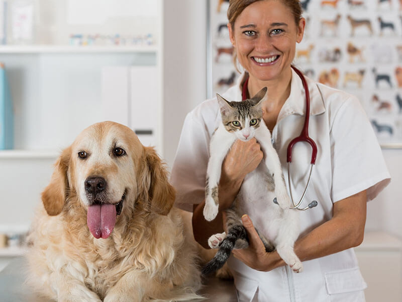 Choose The Best Dog Vitamins For Joints And Hips: K9 Collagen
